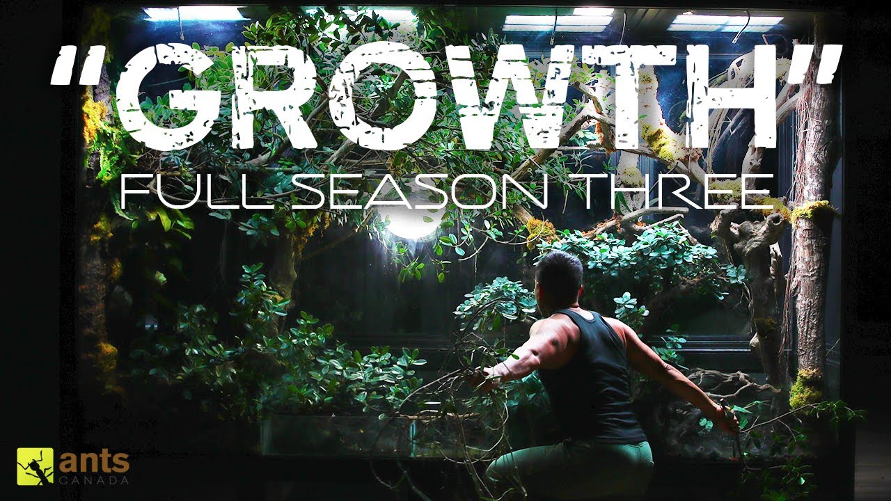 "Growth" Full Season Three Compilation - The AntsCanada Ecosystem Vivarium Series