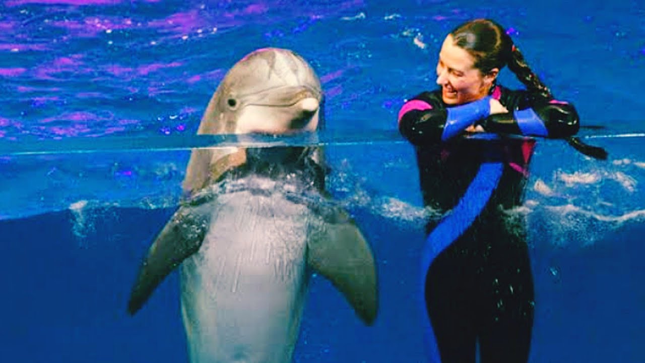 The Dolphin Show - Georgia Aquarium