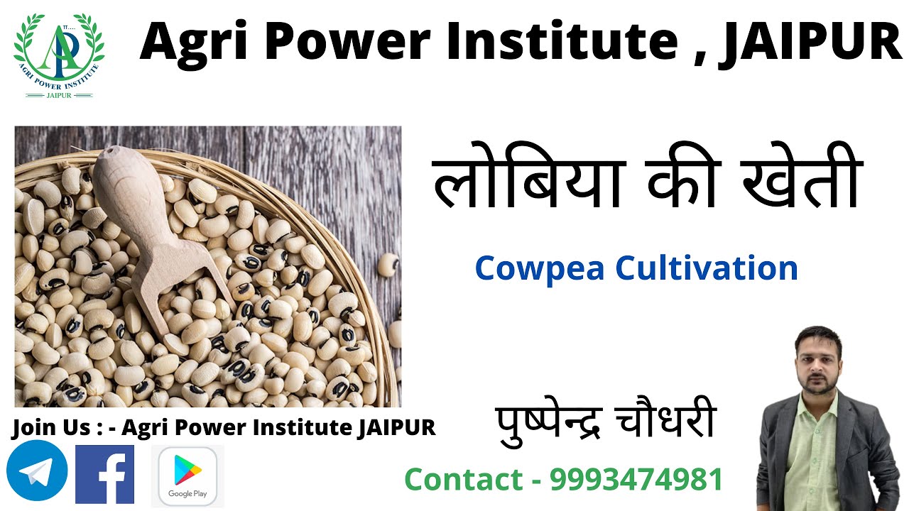 [06] Cowpea Cultivation || Pushpendra Choudhary -9993474981