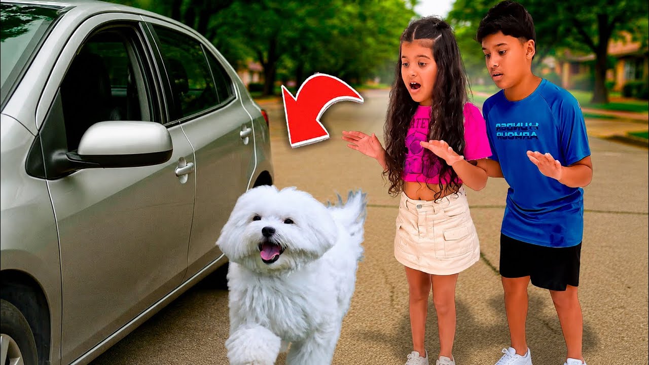 CUIDAMOS DE UM CACHORRO PERDIDO POR 24 HORAS *escondemos em 🏠