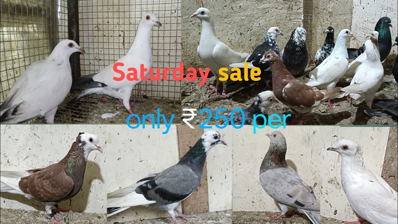 Only 250 per madrasi Punjabi kabutar Naushad kabootar market sabse sasta kabutar