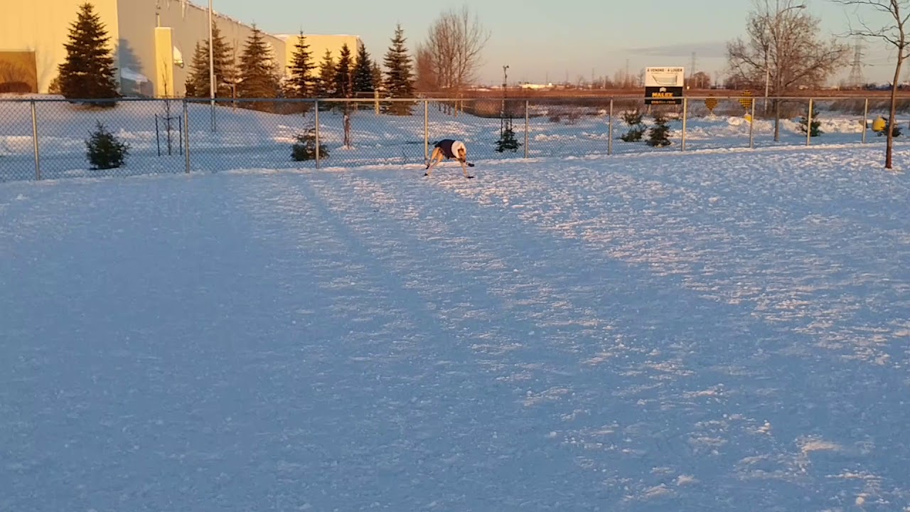 Funniest Greyhound ever