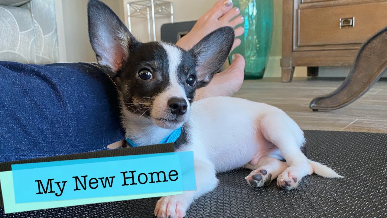 New Home! | Edison the Rat Terrier/Chihuahua Puppy Dog