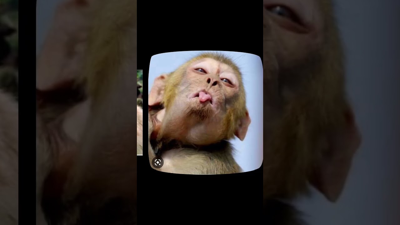 Monkey ki photo 