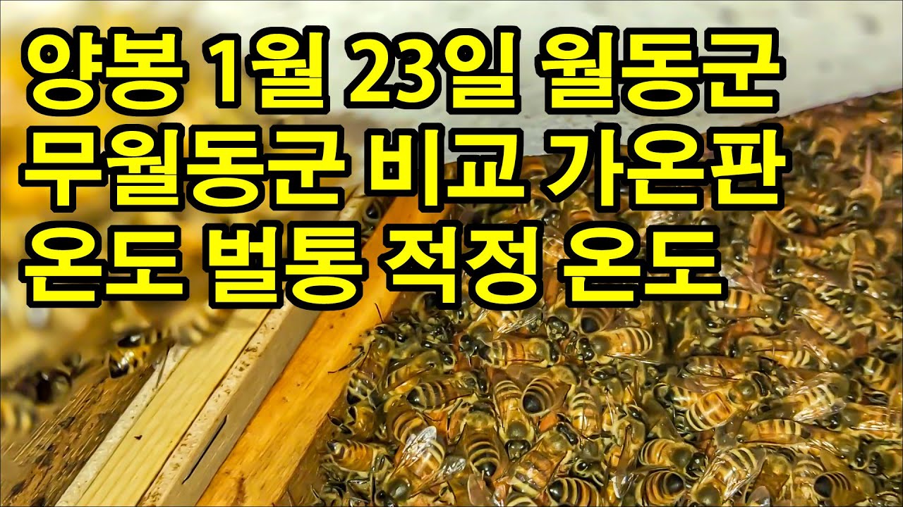 양봉 1월 23일 월동군 무월동군 비교 가온판 온도 벌통 적정 온도