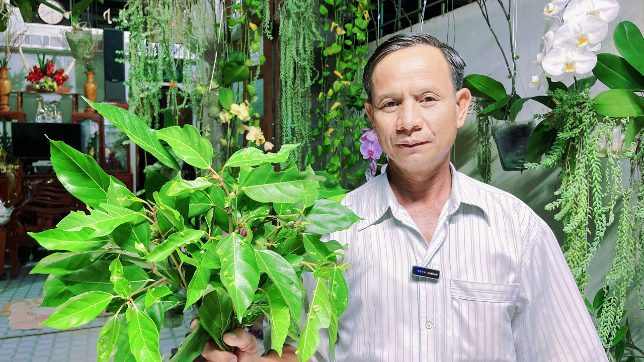 Lá Sung Là Một Loại Dược Liệu Quý Ít Người Biết