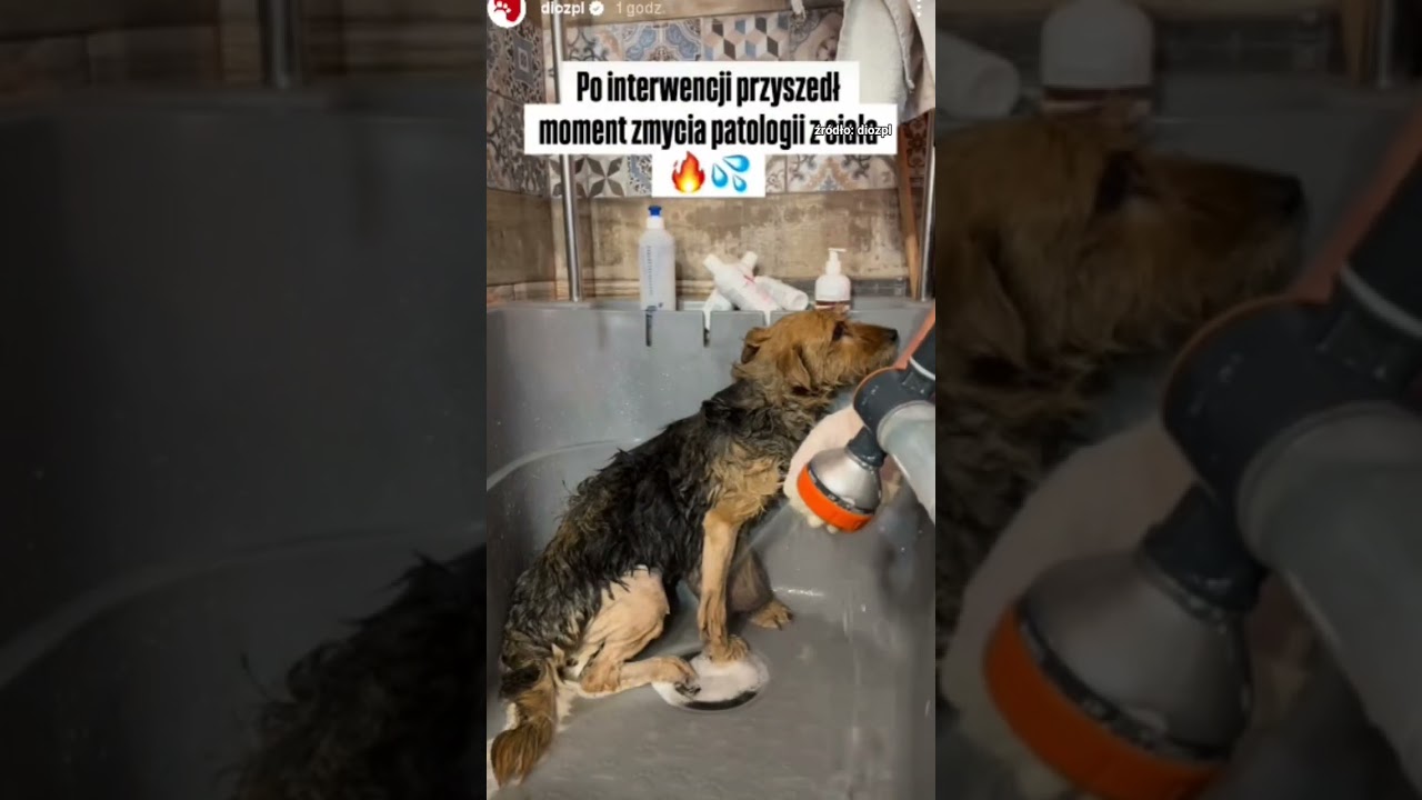 Przeżyła ciężką operację 🐶❤️ #rescuedog #help #shorts #dioz #dog