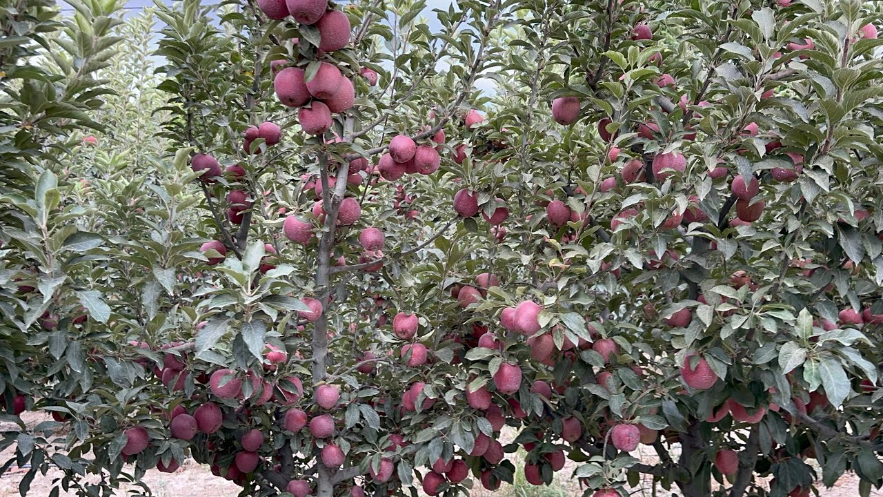 Scarletspur golden reinders elma Yahyalı/Kayseri 24.08.2024 #apple