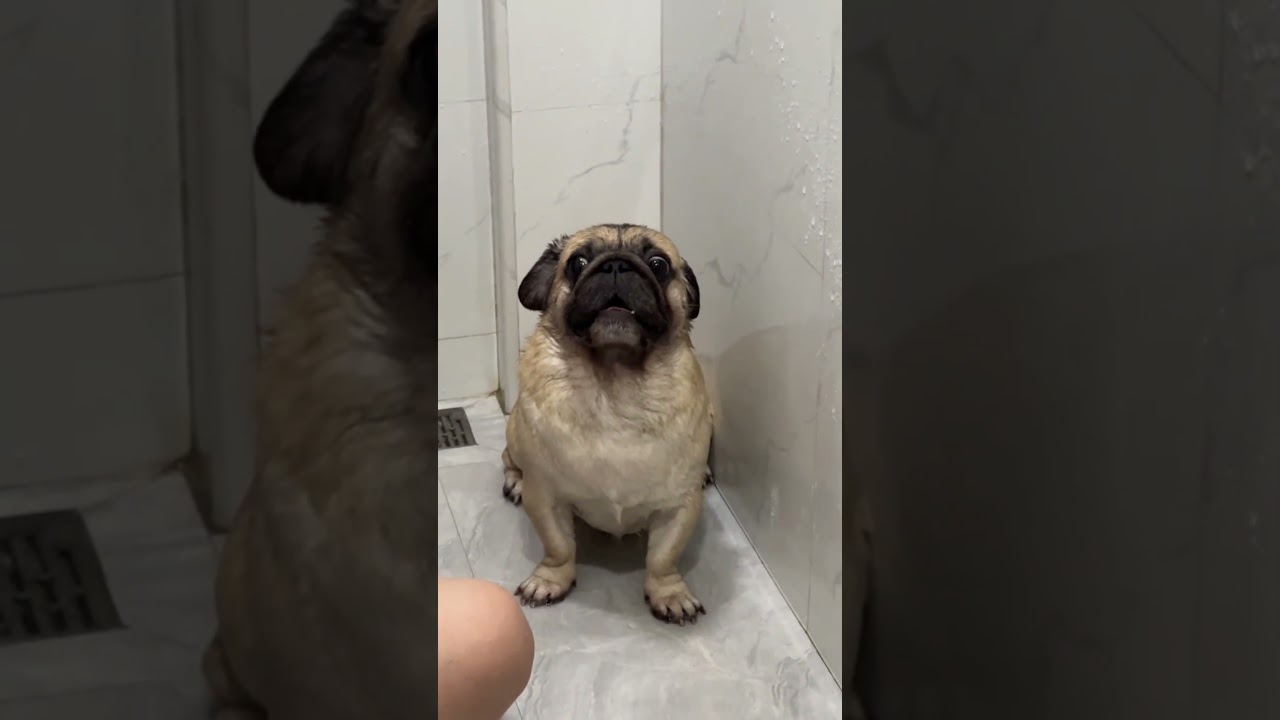#pug #pugsofinstagram #puglife #puglove #pugs #dog #dogsofinstagram #pugstagram #dogs #pugpuppy