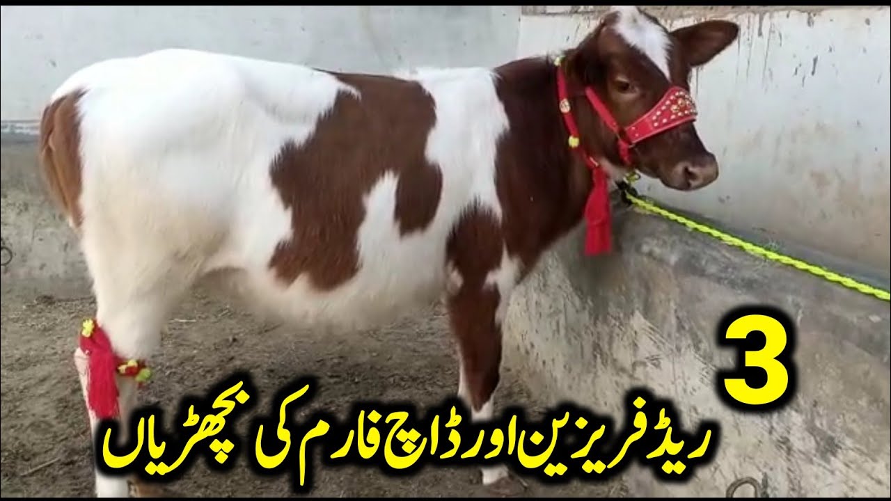 3 Red Friesian and English Dutch Bachrian for Sale Location Shahzad Dairy Farm Attock