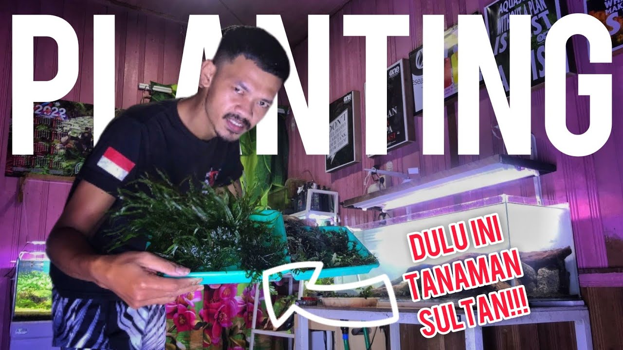 Tanaman Aquascape yg di Tempel Doang‼️| Planting Nature 100cm OneRiset