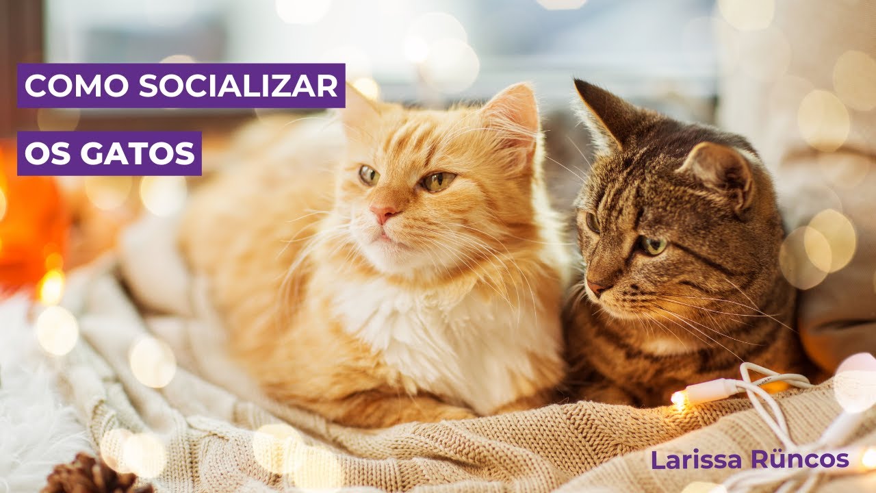 Como socializar os gatos