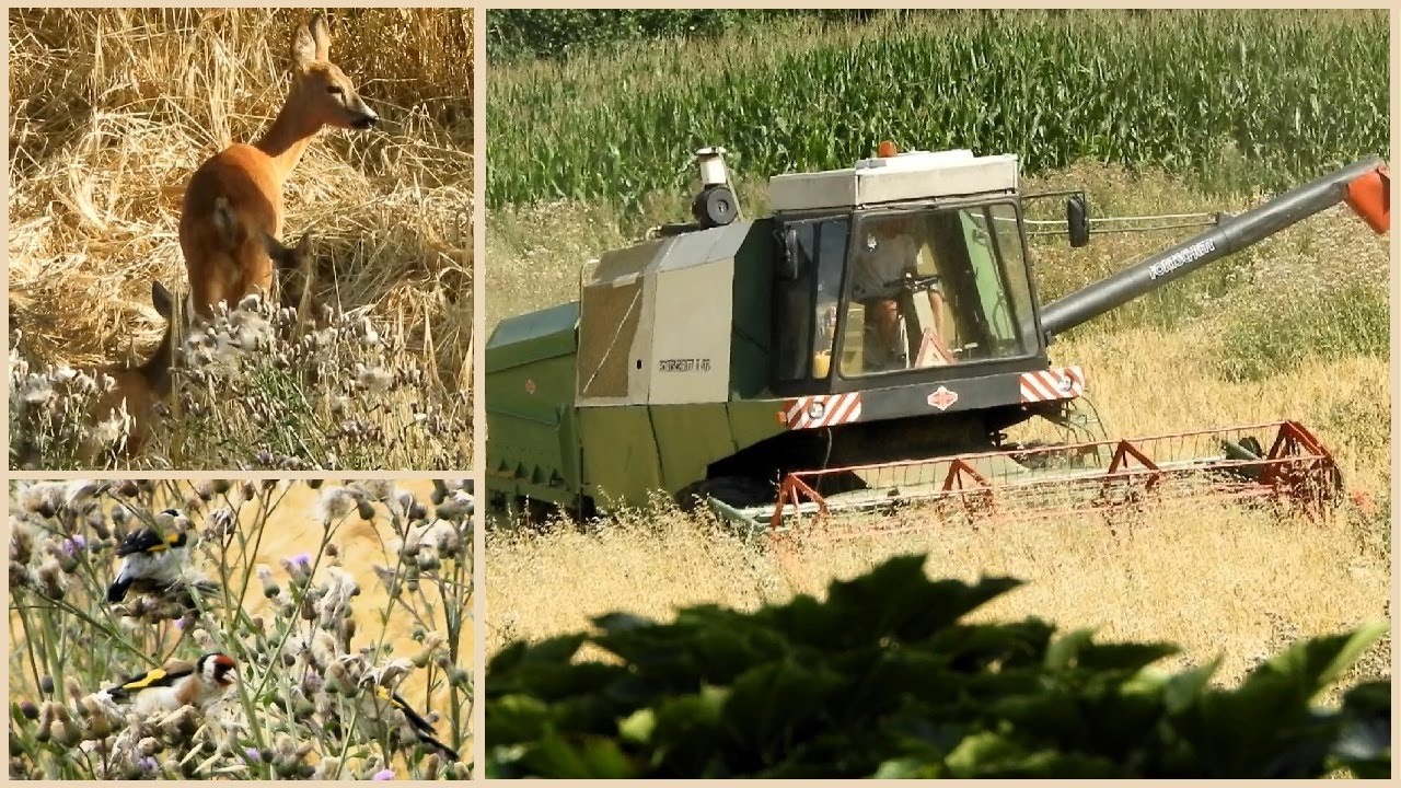 ŽNĚ 2025 /sklizeň obilí, JEČMENE 🌾/ retro kombajn FORTSCHRITT E 512 z NDR / dron DJI / a taky 🦌🐦🐈