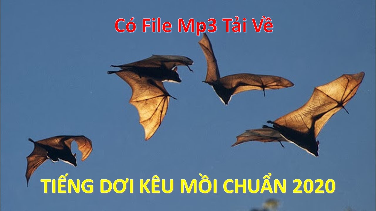 Tiếng Dơi K&ecirc;u Mồi Chuẩn 2020
