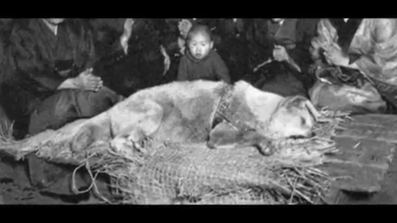 Homenagem a Hachiko, após 80 anos, o tão esperado reencontro de Hachi e seu dono ♥
