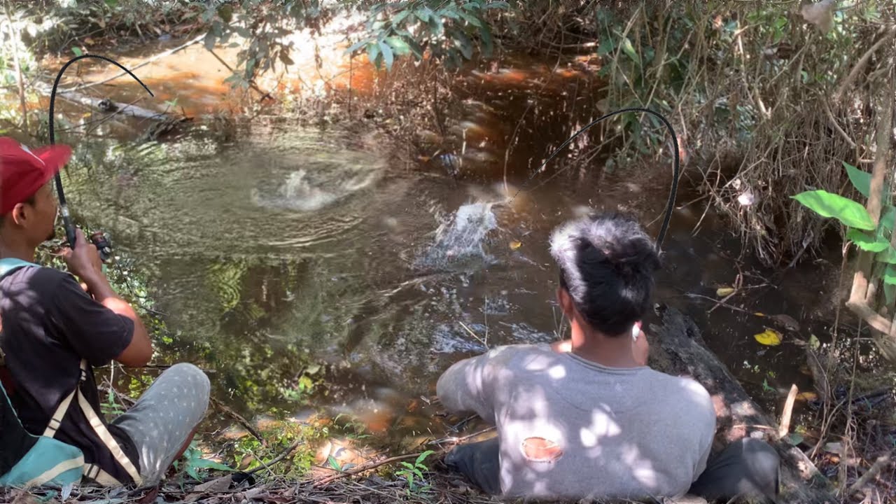 RAJANYA MANCING IKAN GABUS.!!! Nggak usah pindah-pindah Satu tempat aja dapatnya puluhan kilo