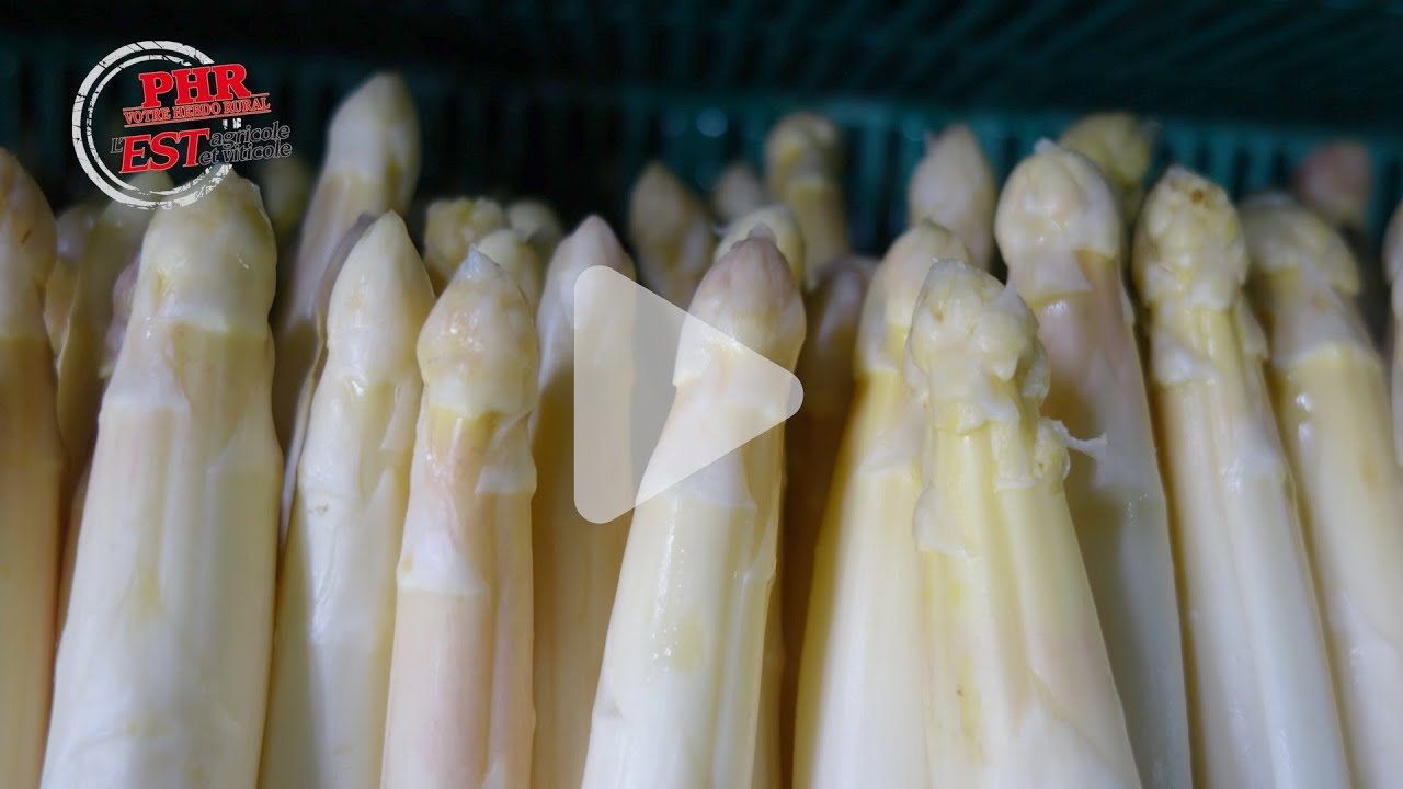 Asperges 2021 : l’année du faux départ