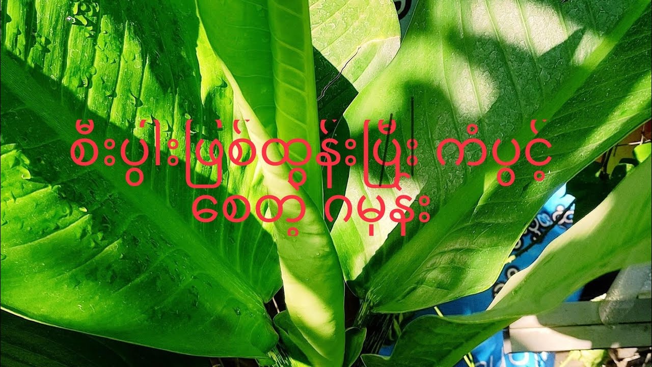 စီးပွါးဖြစ်ထွန်းပြီး ကံပွင့်စေတဲ့ ဂမုန်း