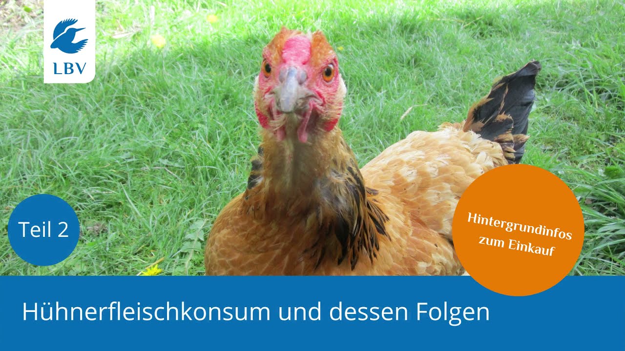 Hühnerhaltung Teil 2: Hühnerfleischkonsum und dessen Folgen | LBV Umweltstation Lindenhof