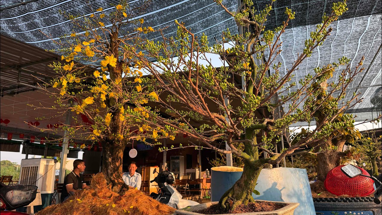 Chuẩn bị giao cây cho khach chơi Tết 2026 