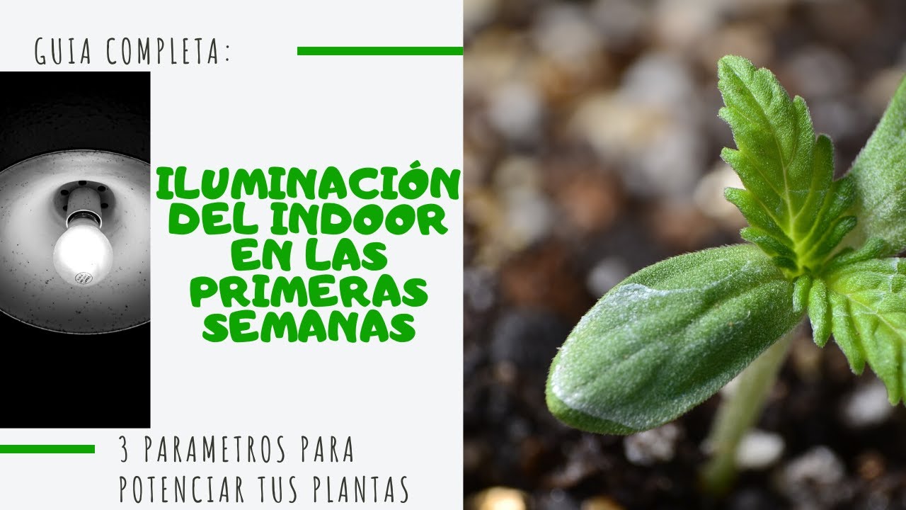 3 par&aacute;metros en la iluminaci&oacute;n del cultivo casero indoor