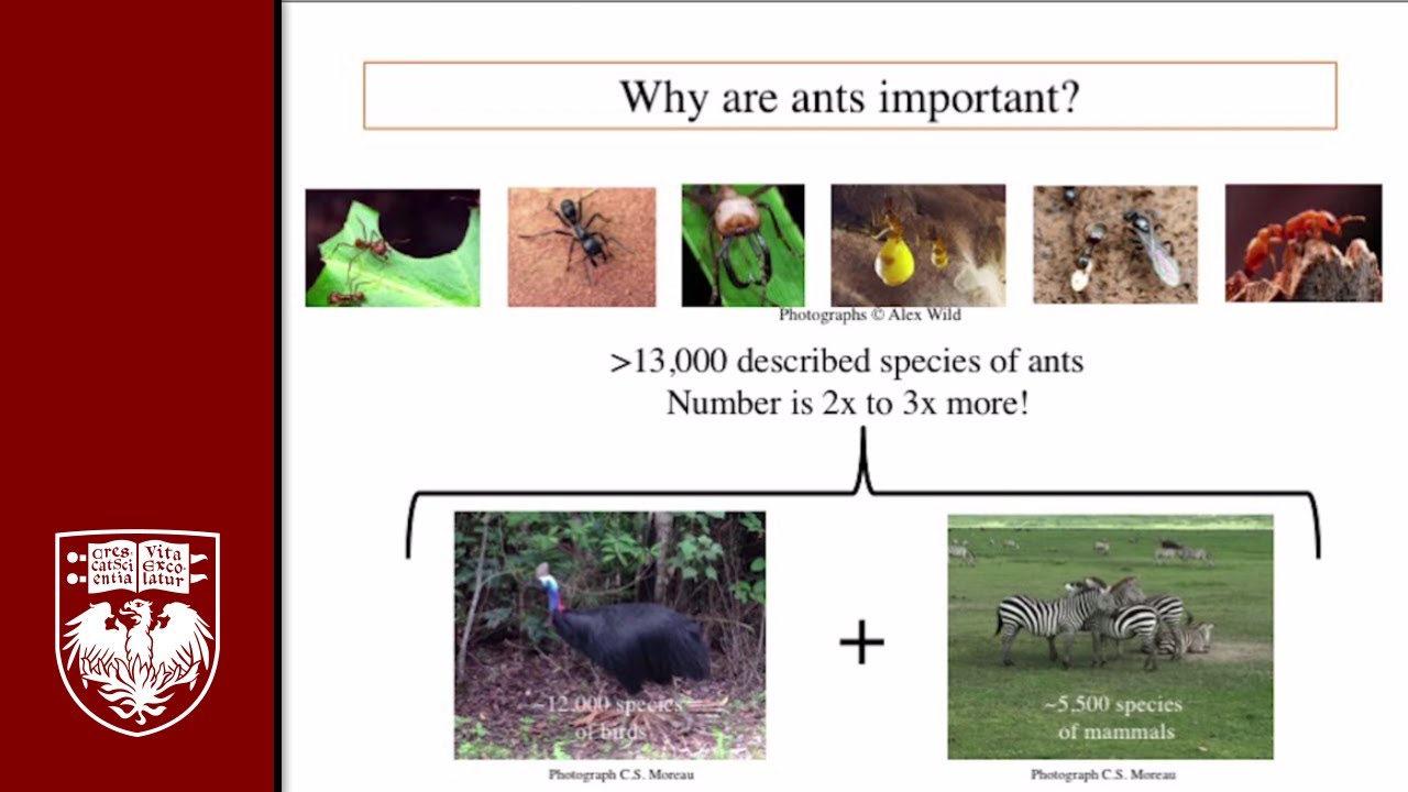 Why Are Ants Important? Biodiversity and the Evolution of the Ants: Talk by Corrie Moreau