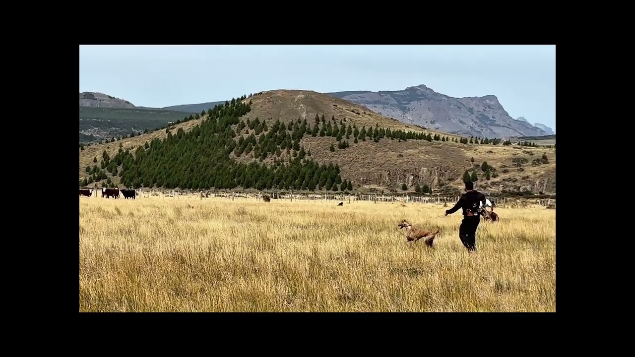 Galgos VS LIEBRES EN COYHAIQUE 🐇🐶🐇🐕 | 2026