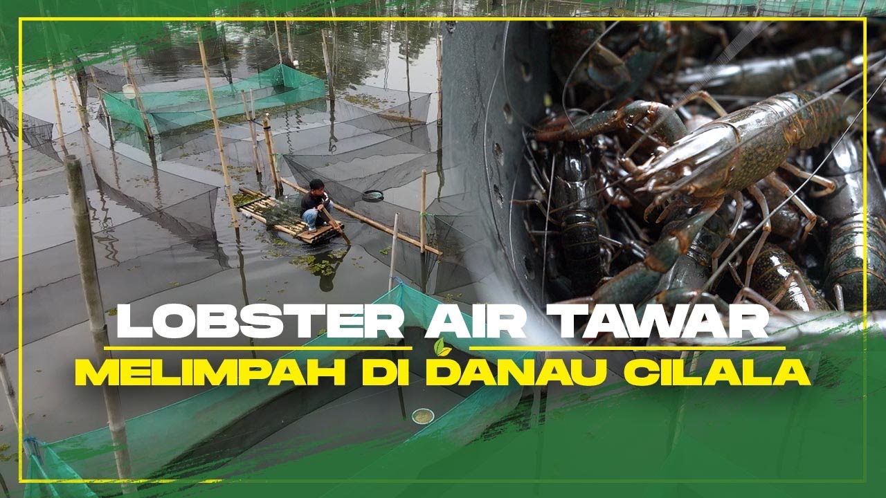 Budidaya Lobster Di Danau Cilala Tidak Pernah Habis