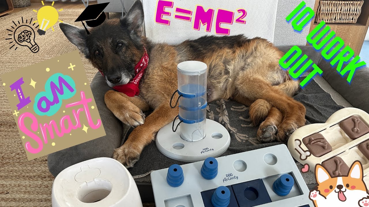 German Shepherd Intelligence Puzzle Solving