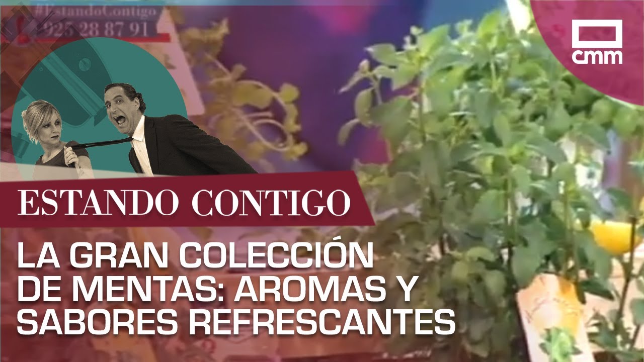 La gran colección de mentas: aromas y sabores refrescantes | Estando Contigo