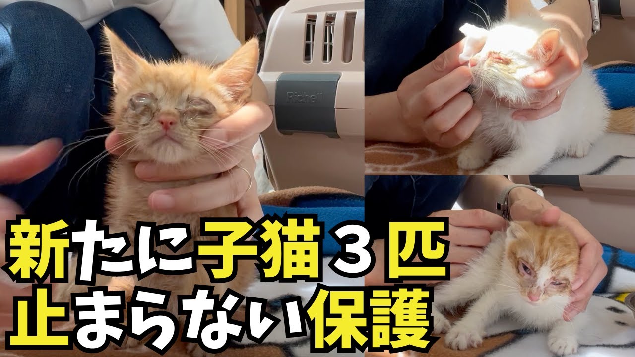 【置き去りにされた猫達】失明…劣悪な環境から救い出した子猫達