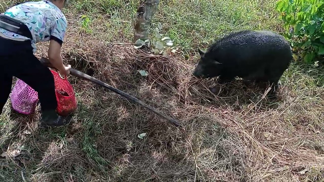 Bắt heo đẻ ngoài rừng 