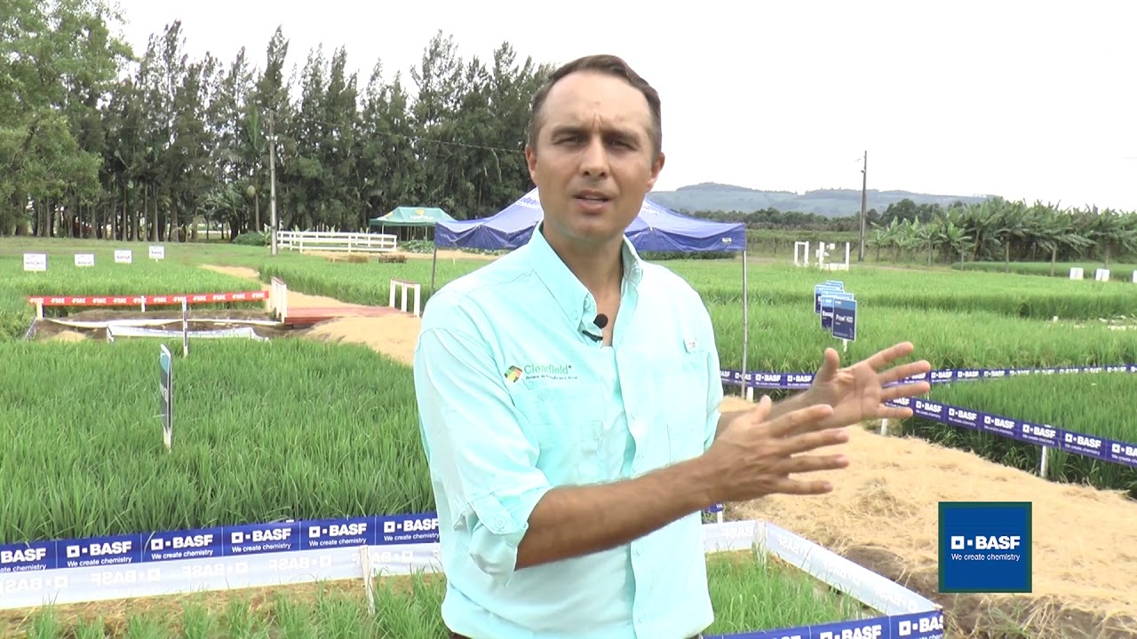 Vitrine Arroz - BASF Sistema Provisia