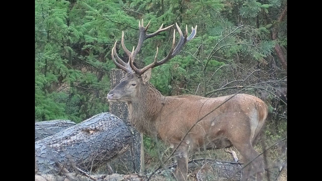 Edelhert (en cameraman) wacht verrassing (Hertenbronst Veluwe)