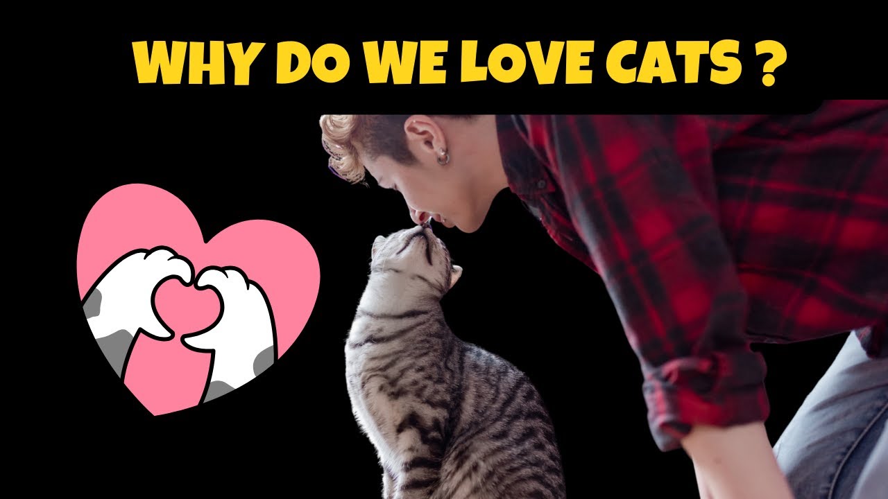 WHY DO WE LOVE CATS ? | Exploring the Emotional Bond Between Humans and Cats
