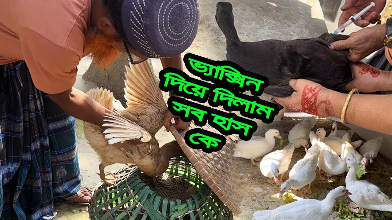 হাঁস গুলাকে ভ্যা'ক্সি'ন দিয়ে দিলাম আজকে🤲