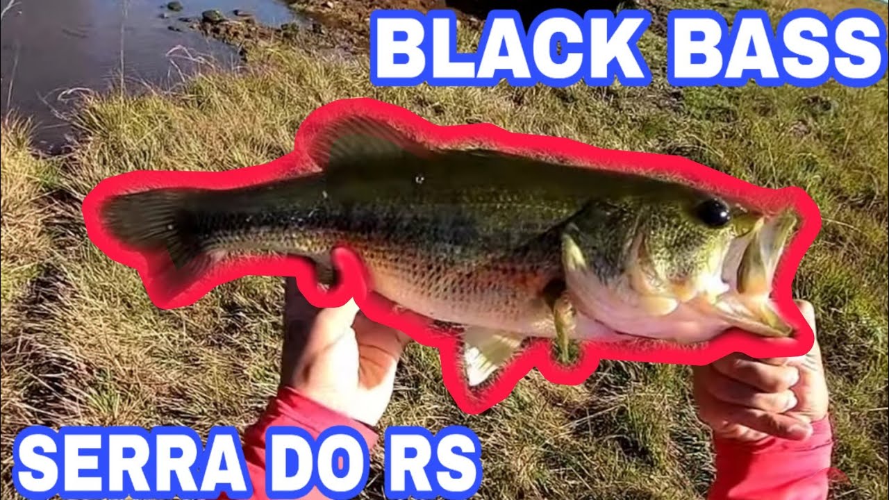 VEJA ONDE PESCAR BLACK BASS NO BRASIL - SERRA GAÚCHA - PESCARIA DE BLACK BASS COM SOFT