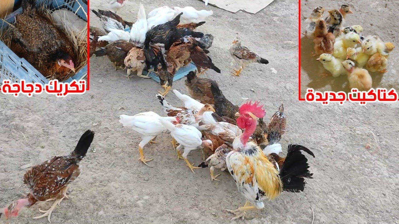تفقيس كتاكيت 🐣 الأماية كركت + ماتو كل الافراخ بسبب المرض 😔