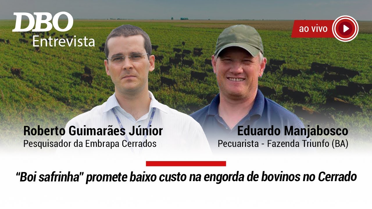 “Boi safrinha” promete baixo custo na engorda de bovinos no Cerrado