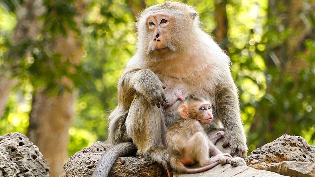 Nature moving gently |Mom Briana looks after baby Boris & comforts him as healing process