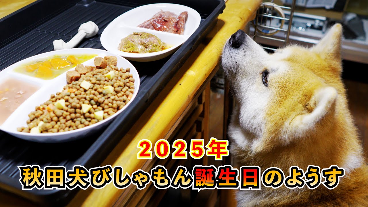 【誕生日】”秋田犬びしゃもん” ５歳の誕生日のようす