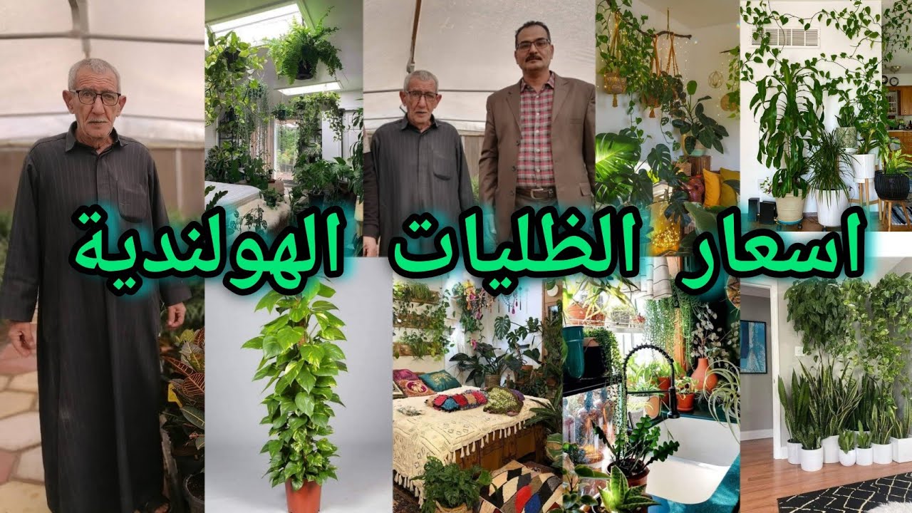 اسعار النباتات الظلية الهولندية في العراق 🇮🇶 بابل مشتل سيد عبيس الحطاب الحلة مقابل ملعب الحلة