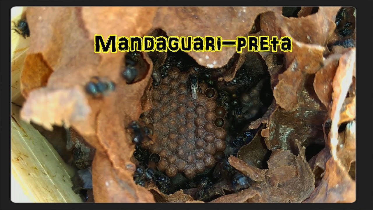 Abelha Mandaguari-Preta (Scaptotrigona postica); Aprendendo sobre ASF.