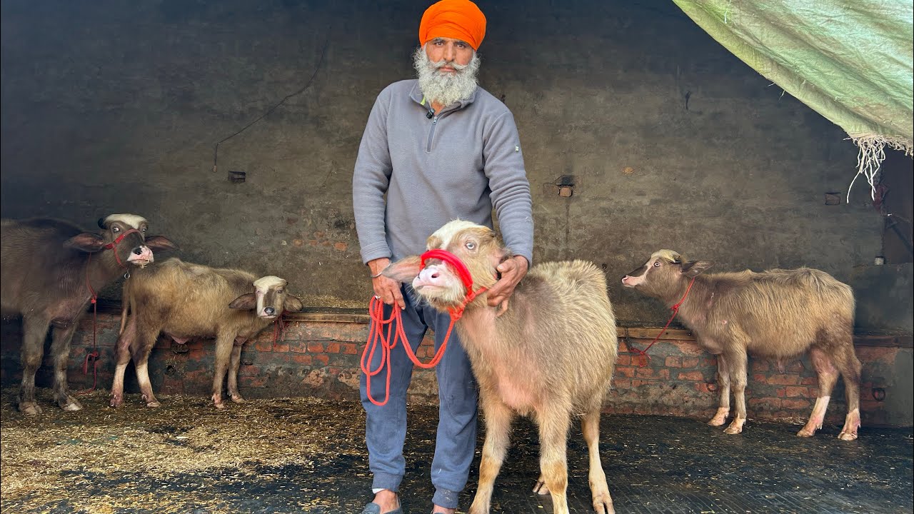 ਨਹੀ ਰੀਸਾ ਬਾਪੂ ਸਵਰਨ ਸਿੰਘ ਢਿੱਲੋ ਦੀਆ ਟੋਪ ਕਲਾਸ ਬੂਰੀਆਂ ਲੈ ਕਿ ਆਈਆਂ ਸ਼ਭਰਾਵਾ ਵਾਲੇ ਬਲੱਡ ਦੀਆਂ ਕਰਿਉ ਸ਼ੇਅਰ ਦੋਸਤੋ