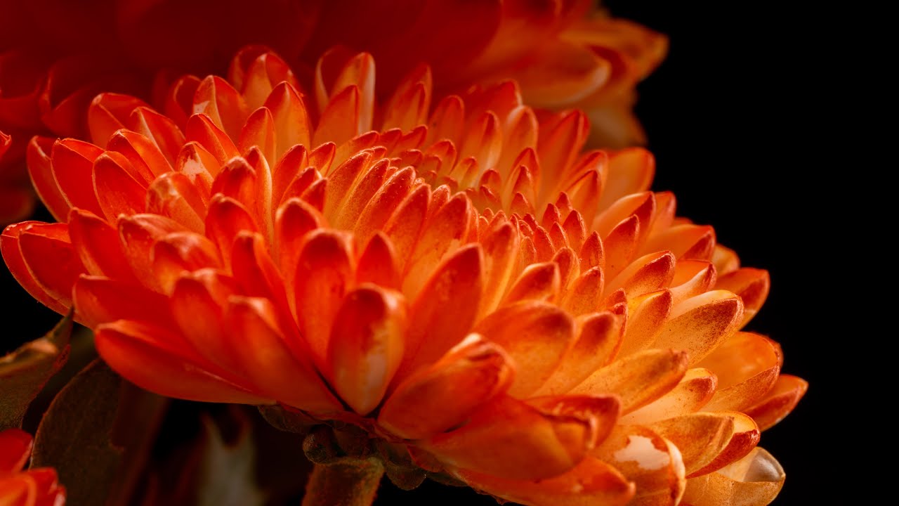 Fine Art Friday - some fine art flower images in under 3 minutes