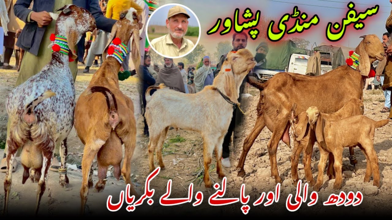 Dairy Goats New Updates 2025 | Saifan Bakra Mandi Peshawar | Khyber Social Tv