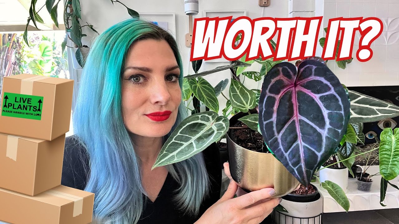 Мой самый дорогой лот редких комнатных растений🌱 + комнатное растение сияет✨