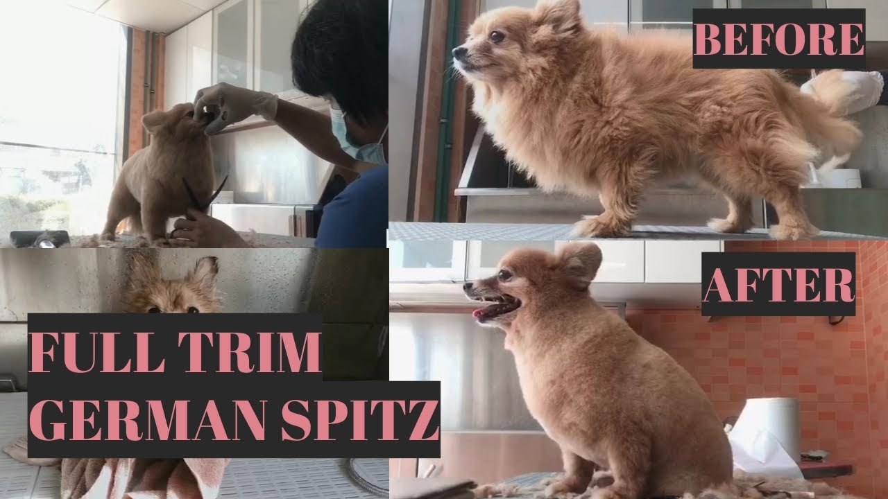 Full Coated German Spitz Haircut-  | Bunny TV