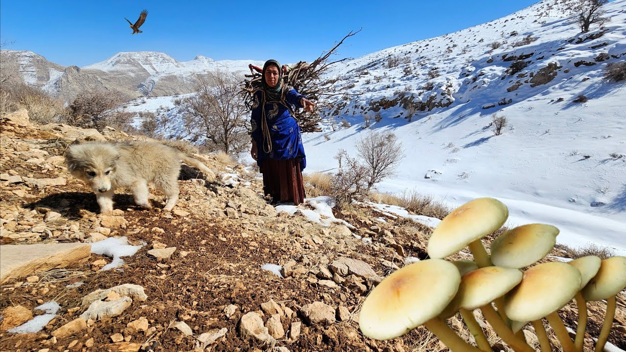 Taban and Poppy's delightful journey 🐶: Gathering firewood 🪵 and wild mushrooms in the mountains 🍄🏔️