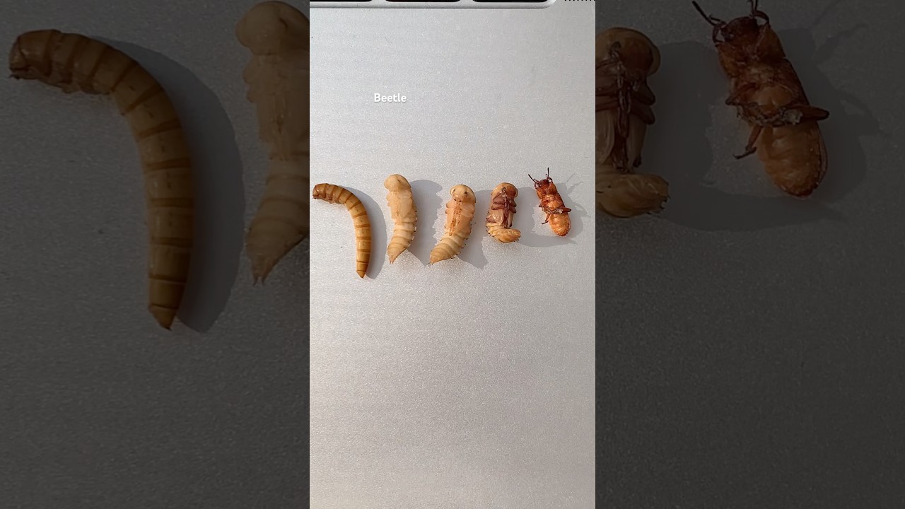 Did you know this about mealworms? #mealworms #darklingbeetle #nature #insects #tianathebuglady